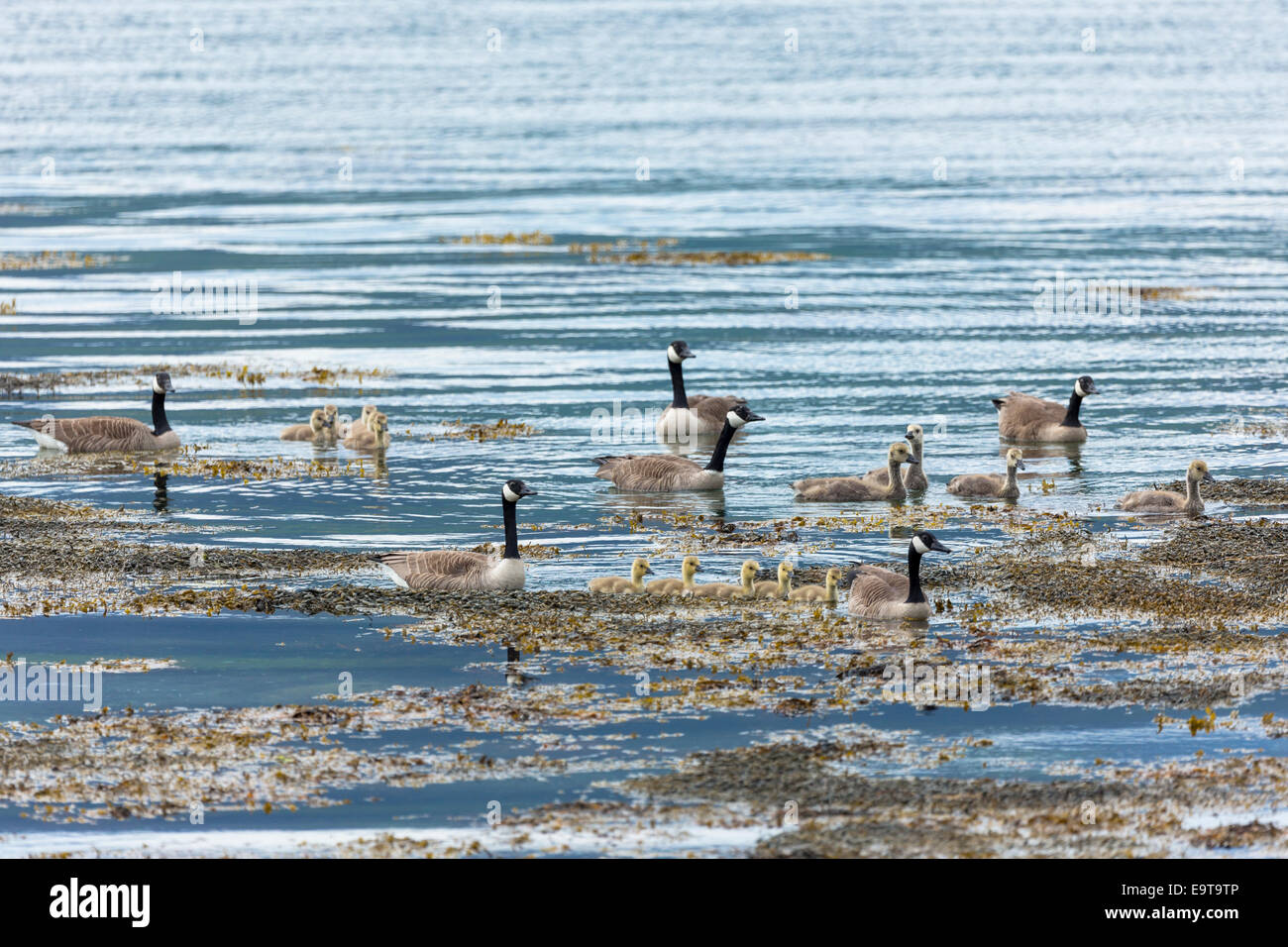 Stormo di oche del Canada, Branta canadensis, oca modulo gruppo di famiglia con goslings in loch sull isola di Mull nelle Ebridi Interne di un Foto Stock