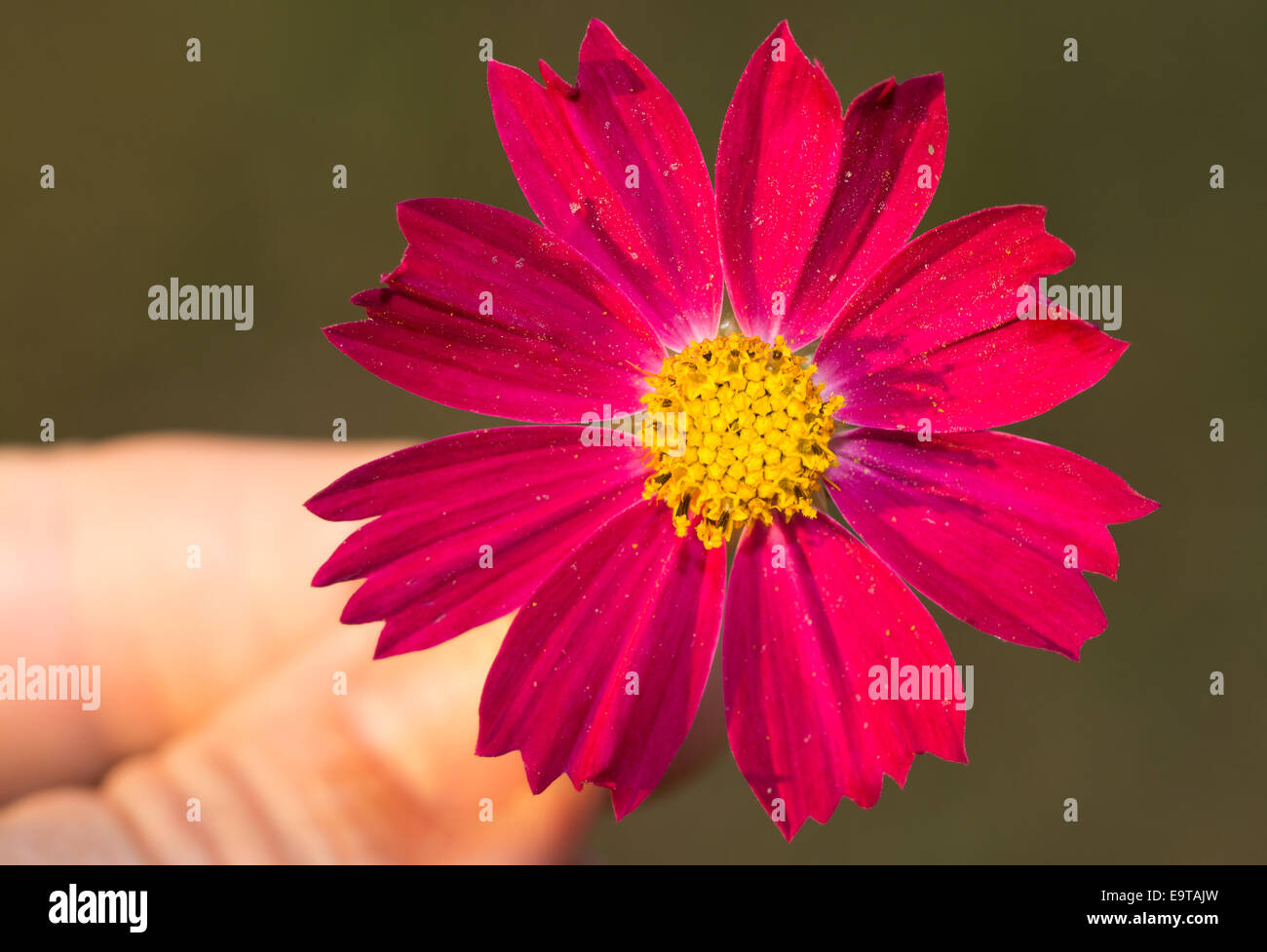 Deep fiore rosa su sfondo verde scuro, detenute dalla punta delle dita Foto Stock
