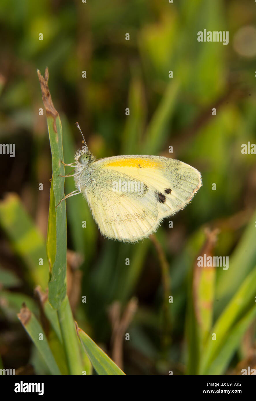 Piccoli bocconcini di zolfo, butterfly Nathalis iole, in appoggio su una paletta di erba nella luce del sole Foto Stock