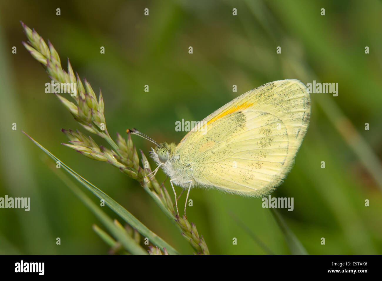 Dolce farfalla di zolfo, la più piccola North American pierid, appoggiato sull'erba Foto Stock