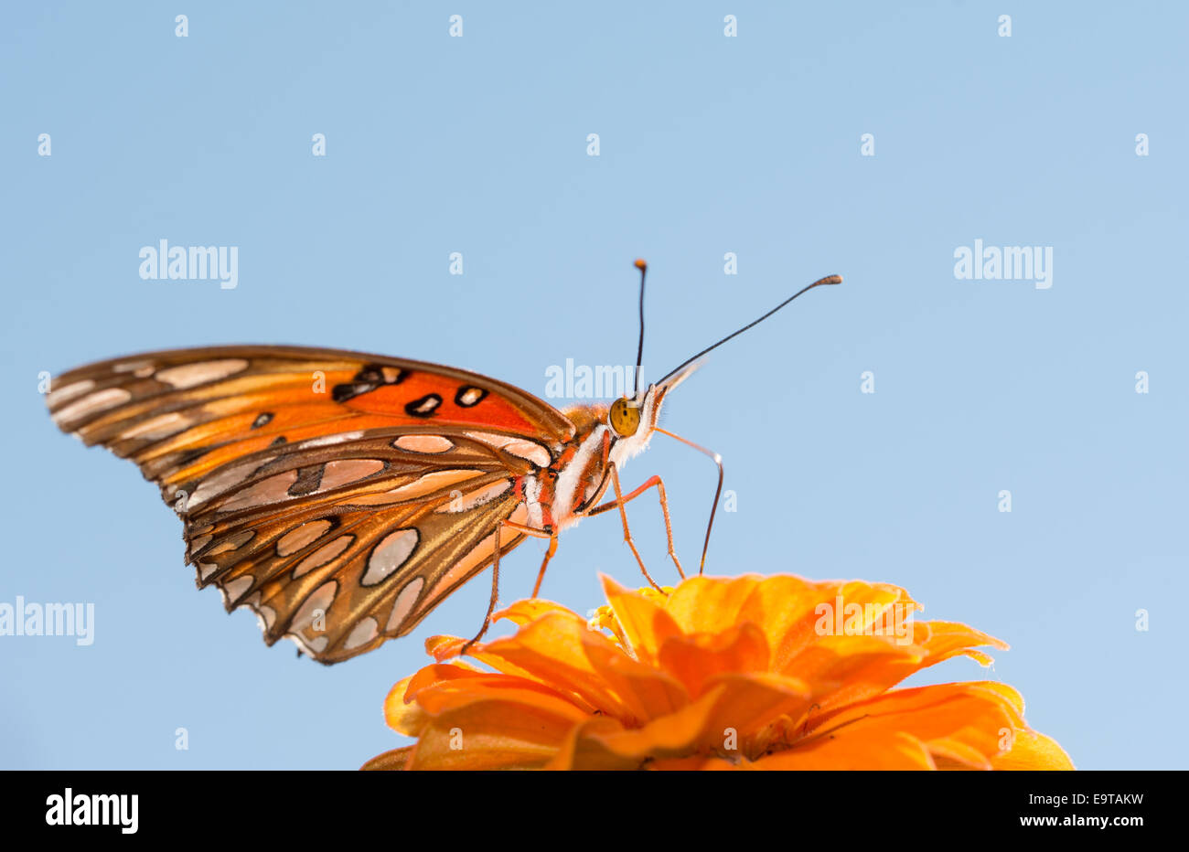 Gulf Fritillary butterfly alimentazione su orange Zinnia contro il cielo blu Foto Stock