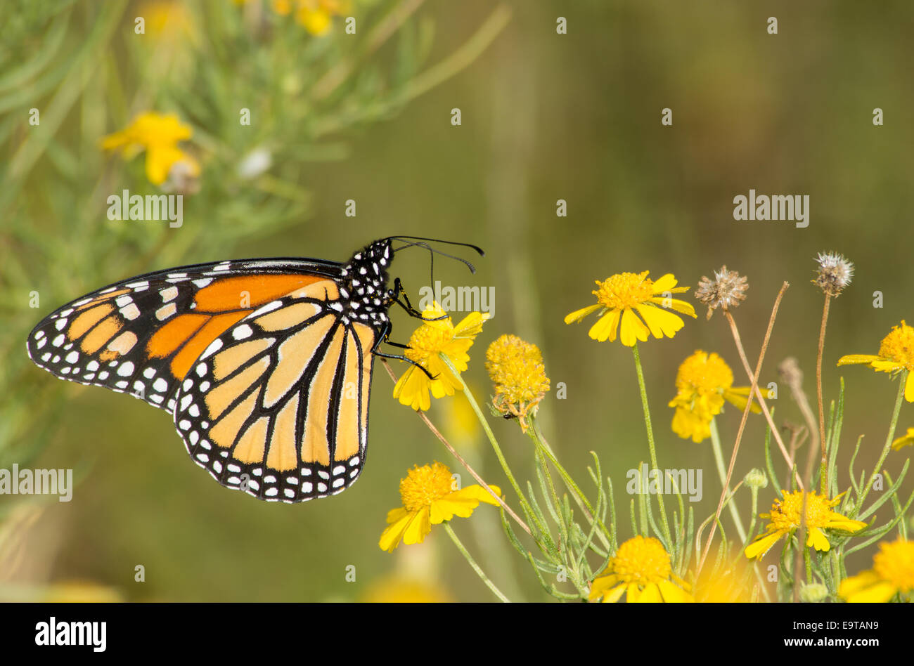 La migrazione di farfalla monarca alimentazione su un Sneezeweed in autunno Foto Stock