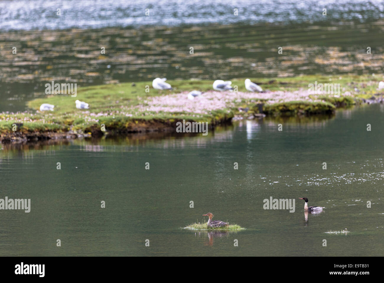 Coppia di Red-breasted Merganser anatre, Mergus serrator, sul loch sull isola di Mull nelle Ebridi Interne e Western Isles, West COA Foto Stock