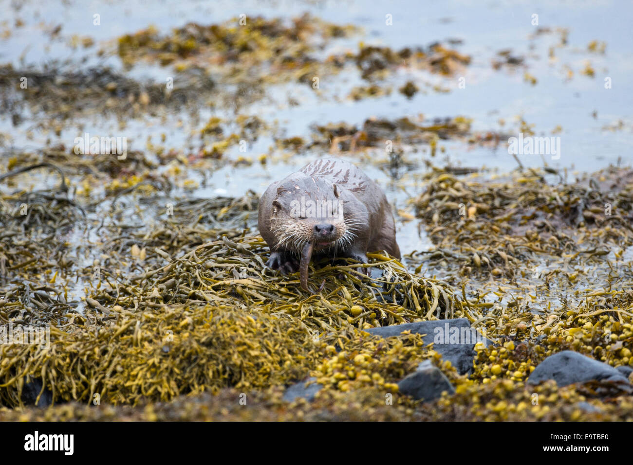 Sea Otter, Lutra lutra, carnivoro semi-mammiferi acquatici, si nutrono di anguille in habitat naturale a lato del loch sull isola di Mull in th Foto Stock