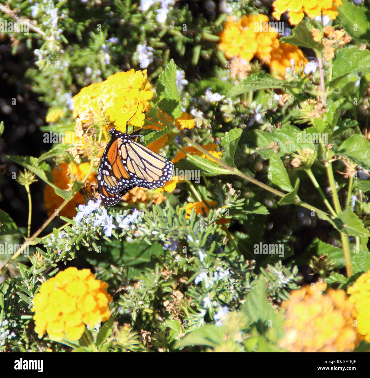 Farfalla su fiori gialli Foto Stock