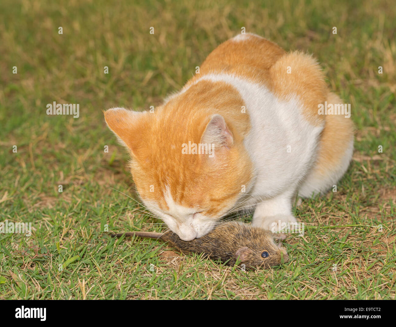 Arancione e bianco gatto mangia un topo in erba Foto Stock