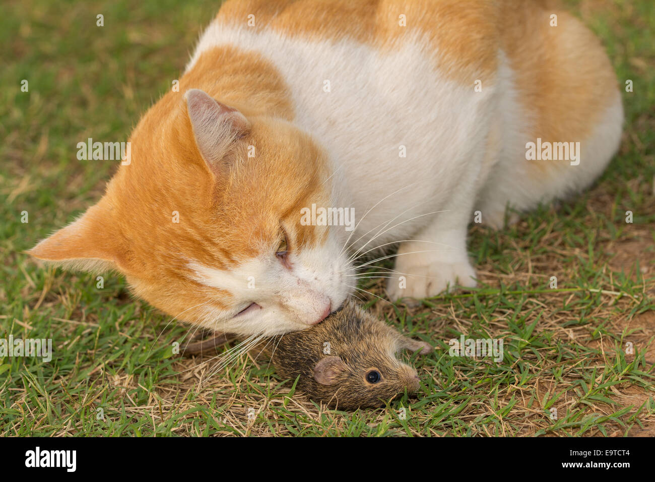 Primo piano di un gatto mangia un topo in erba Foto Stock