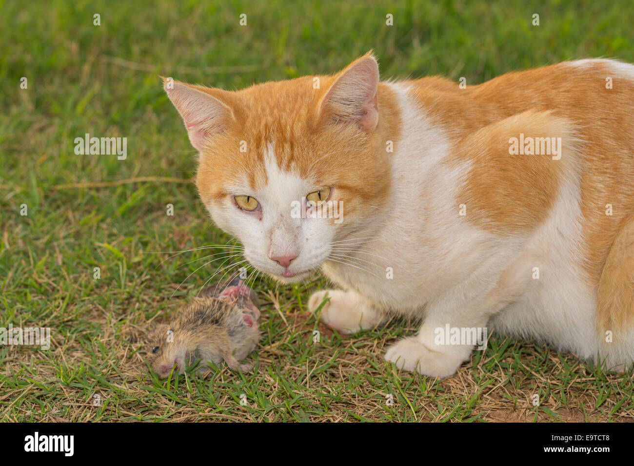 Gatto nel mezzo di mangiare un mouse Foto Stock