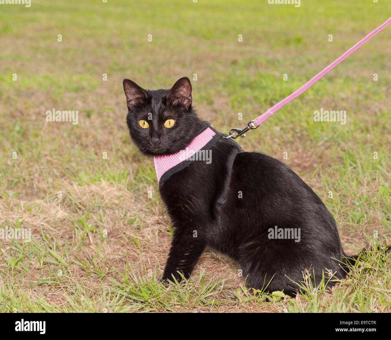 Gatto nero nel cablaggio rosa seduta in erba Foto Stock