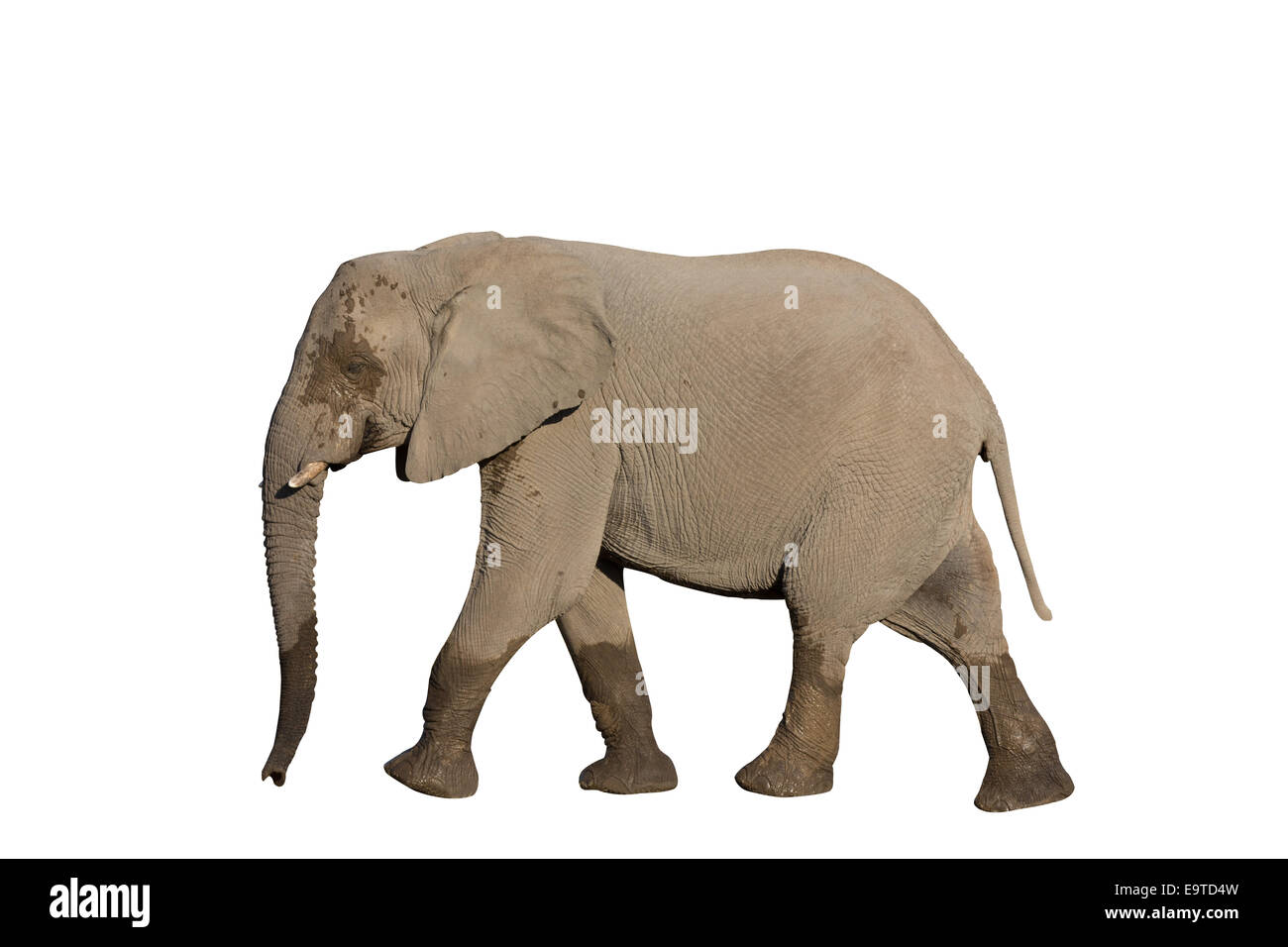 Intero elefante camminando sul bianco, vista laterale Foto Stock