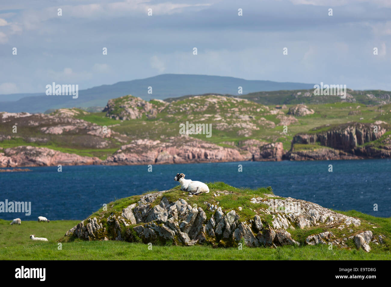 Pecore sull isola di Iona nelle Ebridi Interne e Western Isles, SCOZIA Foto Stock