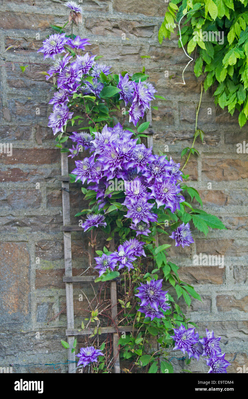 Massa di spettacolare grande blu / malva fiori doppi & verde smeraldo di foglie di Clematis 'Multiblue' sul trellis su un muro di mattoni Foto Stock