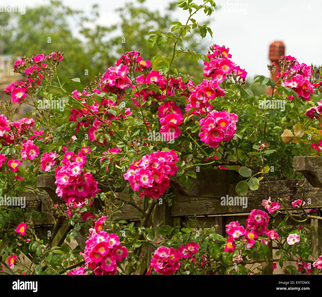 La profusione di rosso vivo / rosa rose rampicanti con centri di bianco e foglie verdi debordi parete in English Garden cottage Foto Stock