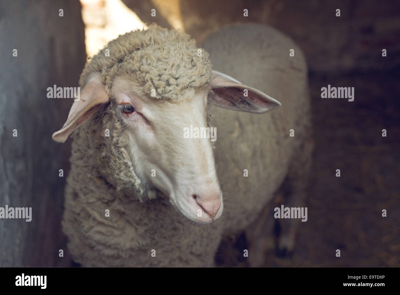 Pecore in un granaio guardando fuori dietro il recinto. Foto Stock