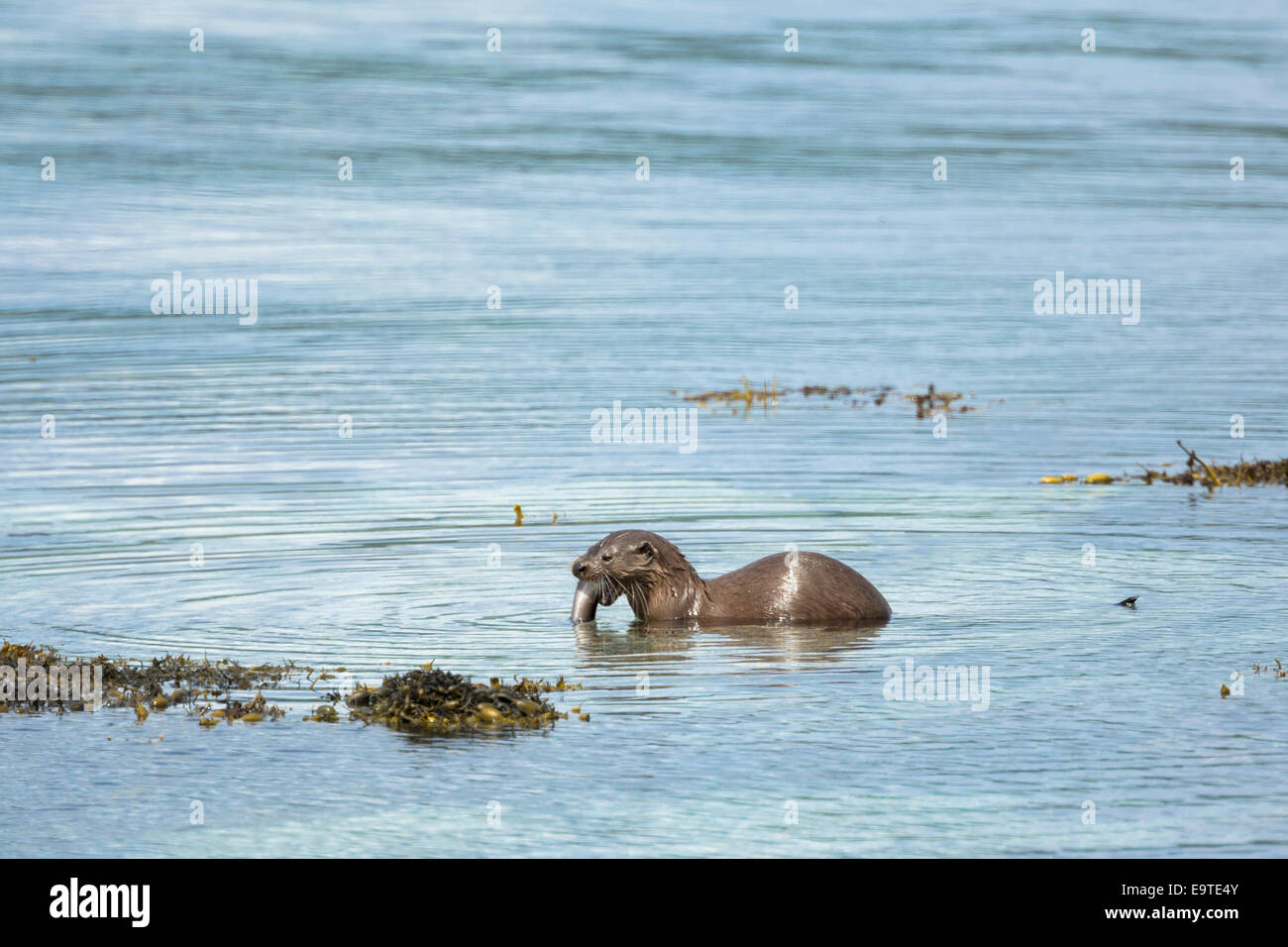 Sea Otter, Lutra lutra, carnivoro semi-mammiferi acquatici, alimentando il grongo a lato del loch sull isola di Mull nella parte interna Eb Foto Stock