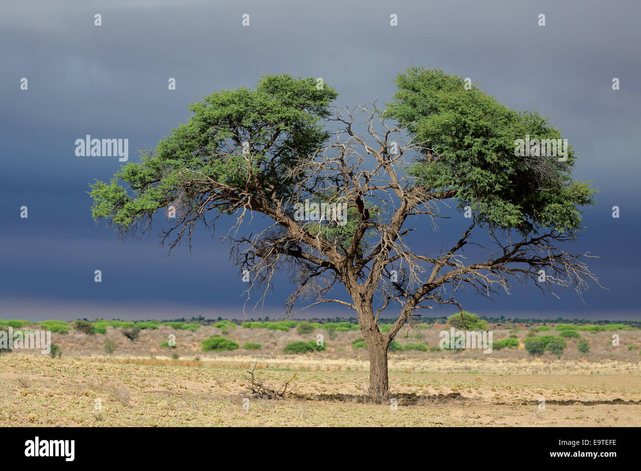 Paesaggio con un camelthorn acacia (acacia erioloba), Deserto Kalahari, Sud Africa Foto Stock