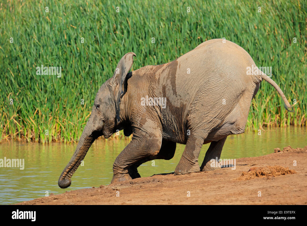 Un giovane elefante africano (Loxodonta africana)l acqua potabile, Addo Elephant National Park, Sud Africa Foto Stock