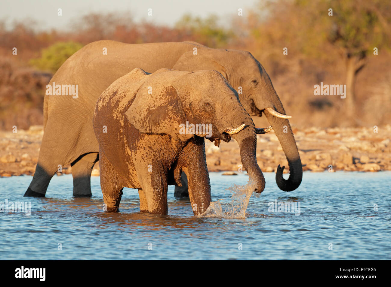 L'elefante africano (Loxodonta africana) acqua potabile, il Parco Nazionale di Etosha, Namibia Foto Stock