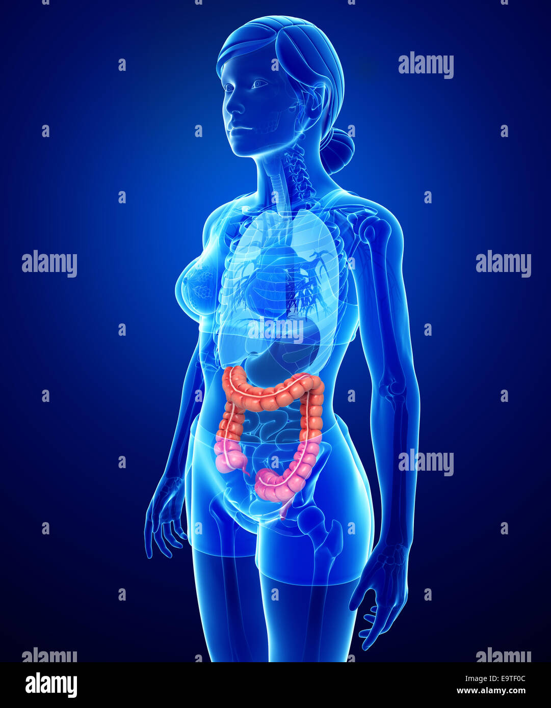 Illustrazione della femmina di intestino crasso anatomia Foto Stock