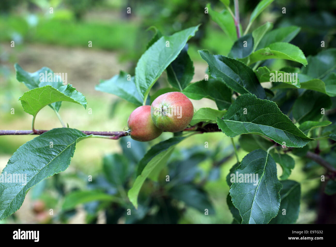 Giovani mele su apple tree in vendita, Kent, England, Regno Unito Foto Stock