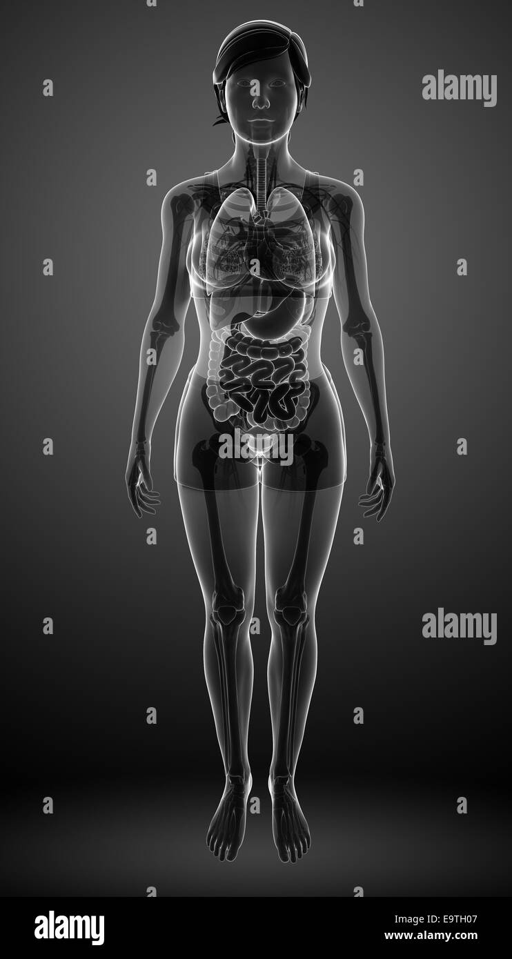 Illustrazione di xray apparato digerente con anatomia femminile Foto Stock