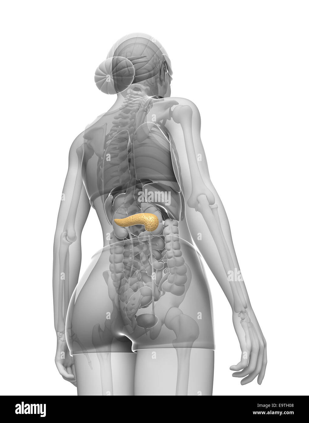 Illustrazione della femmina anatomia del pancreas Foto Stock