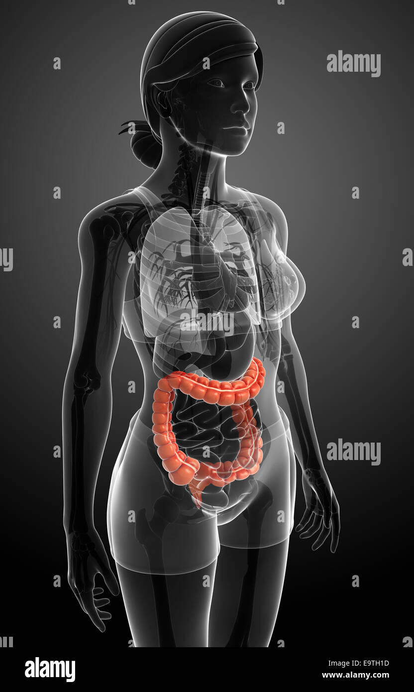 Illustrazione della femmina di intestino crasso anatomia Foto Stock