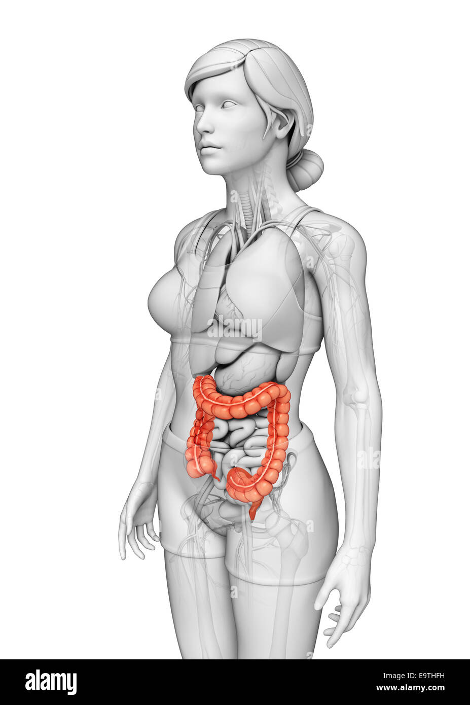 Illustrazione della femmina di intestino crasso anatomia Foto Stock