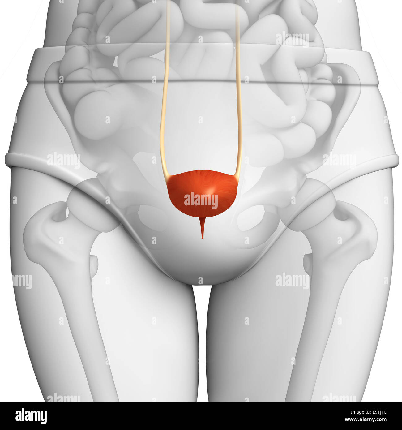 Illustrazione della femmina anatomia della vescica Foto Stock