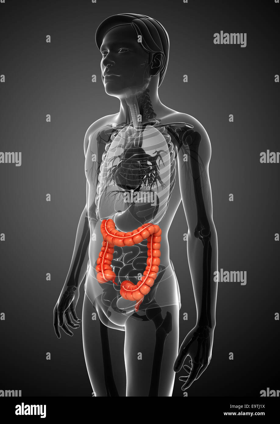 Illustrazione dei maschi di intestino crasso anatomia Foto Stock