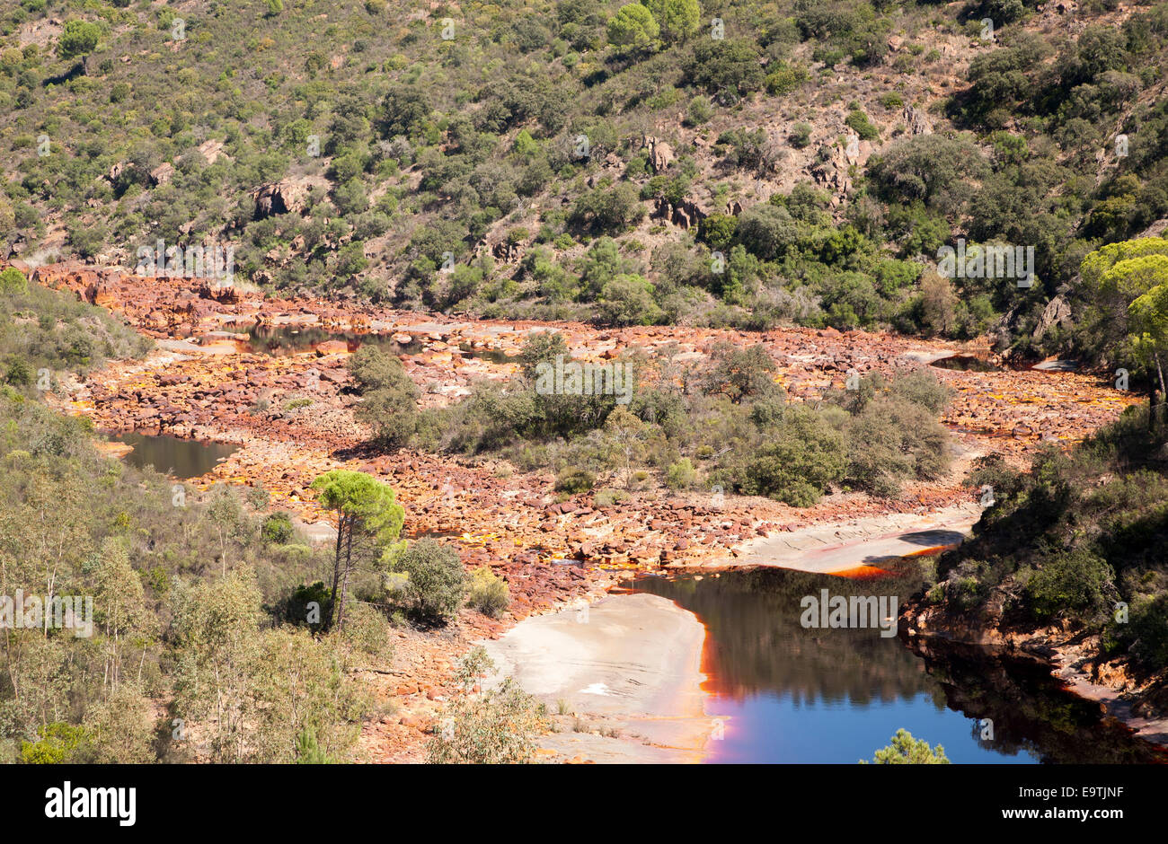 Foresta di Pietra o di pini, Pinus pinea, nel Rio Tinto River Valley, Minas De Riotinto, Huelva, Spagna Foto Stock