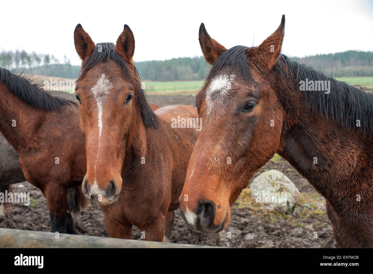 I cavalli giovani enduring il loro primo novembre in Svezia Foto Stock