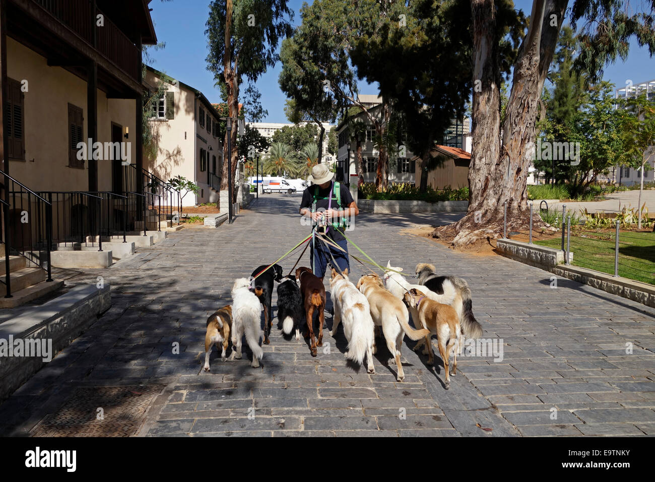 Un pet sitter a piedi con i cani in Sarona composto nel centro di Tel Aviv, Israele Foto Stock