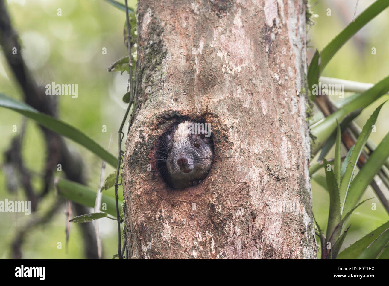 Un ingiallito-incoronato Brush-tailed rat guardando fuori di un foro di un albero. Foto Stock