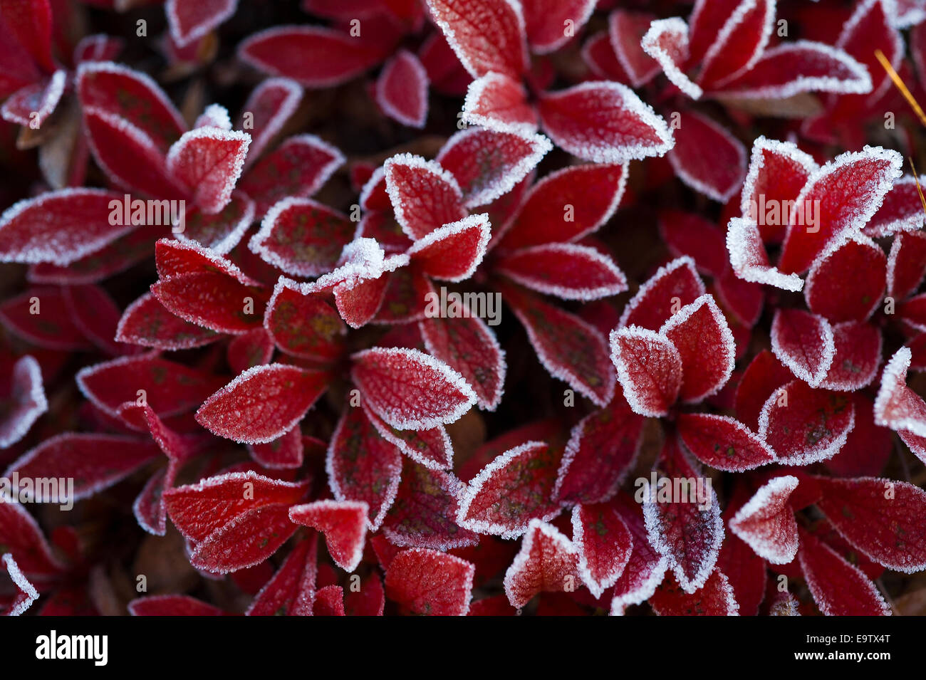 L'Uva ursina alpino con rosso foglie satinate Foto Stock