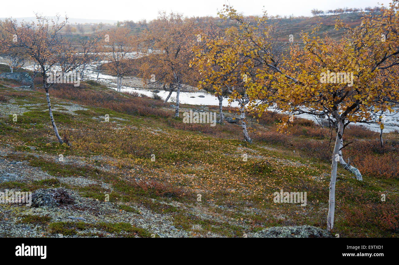 Foglie di autunno sul terreno Foto Stock