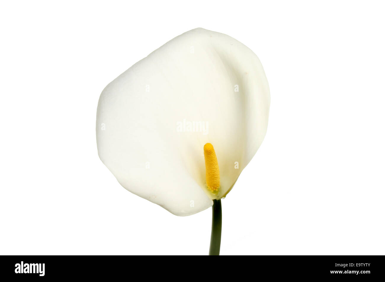 Arum o calla lily ,Zantedeschia, fiore isolata contro bianco Foto Stock