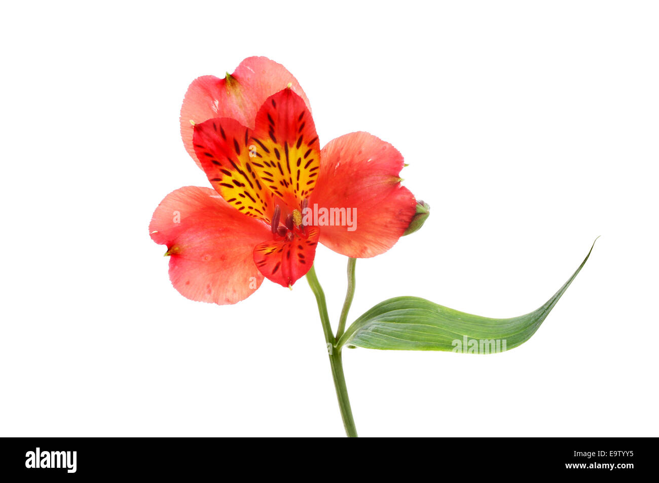 Alstroemeria flower, giglio degli Incas o peruviana lily isolata contro bianco Foto Stock