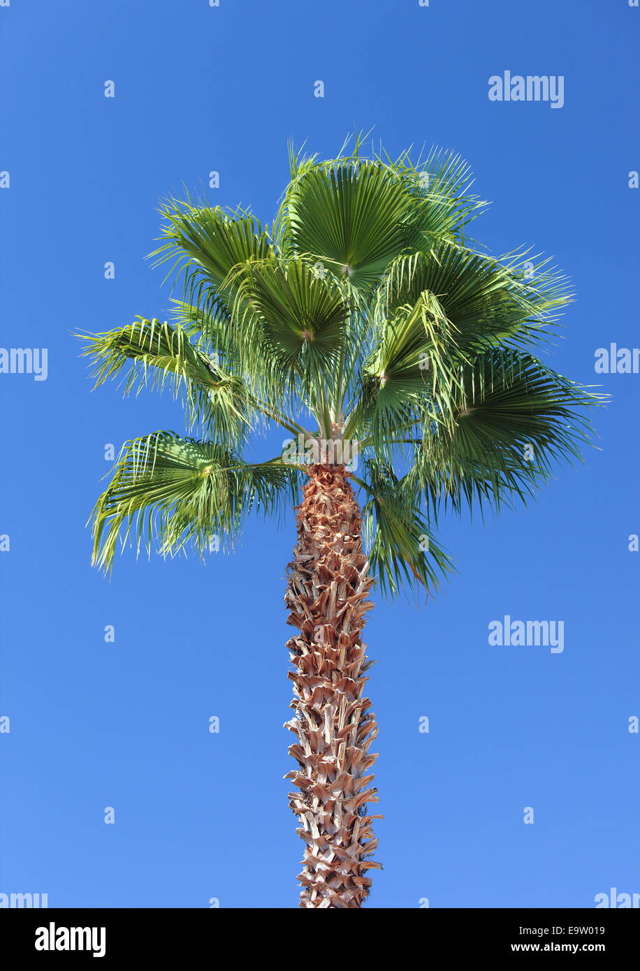 Palm Tree, Los Angeles, California, USA. Foto Stock