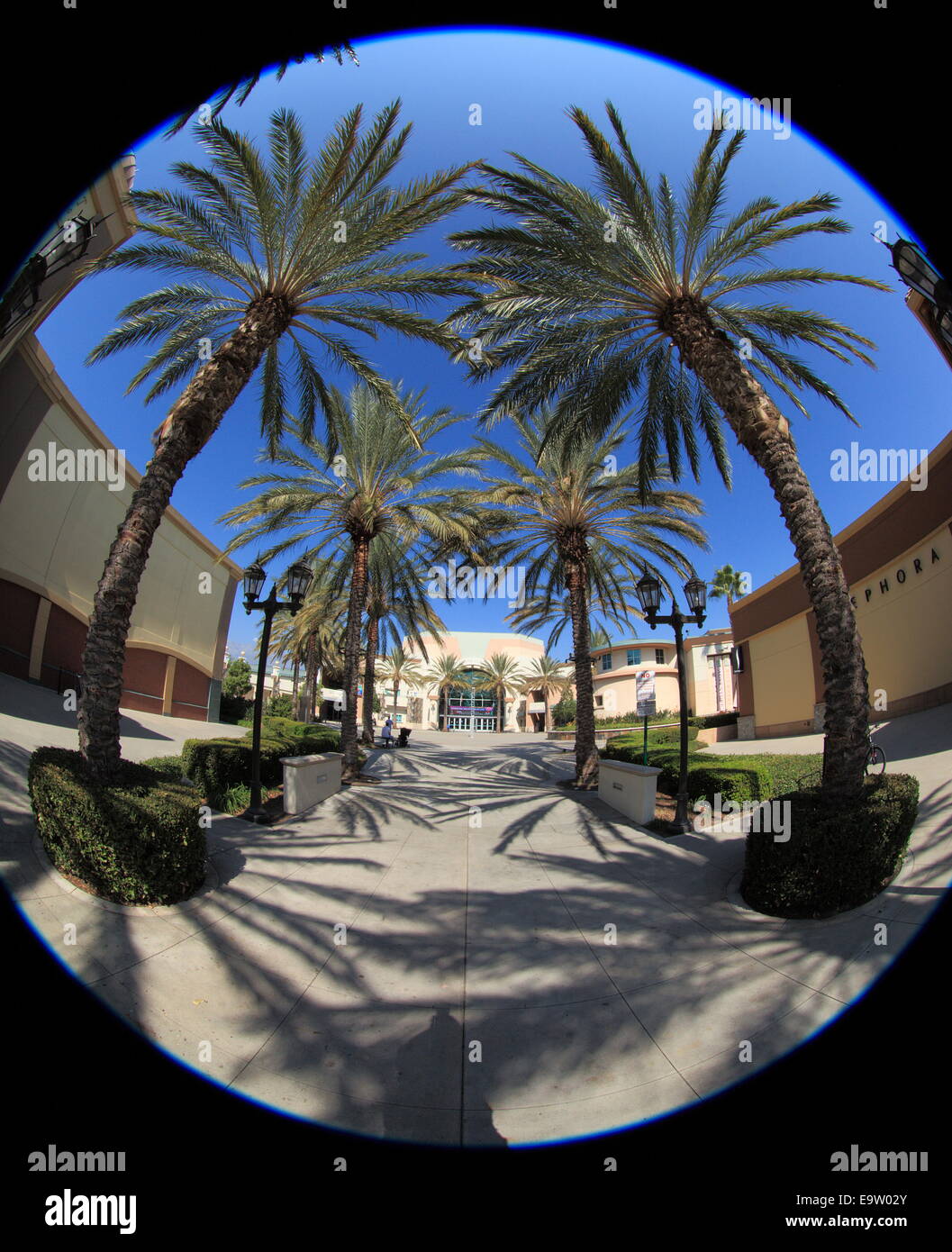 Palm drive rivestito in Los Angeles, California, USA. Foto Stock