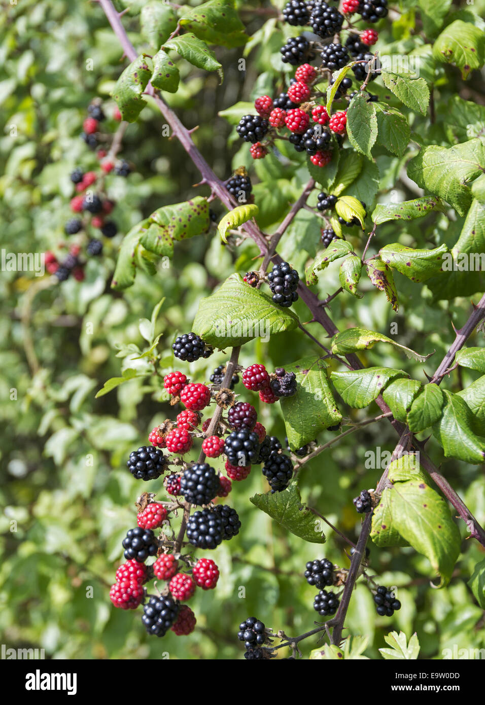 More crescente nella siepe Foto Stock