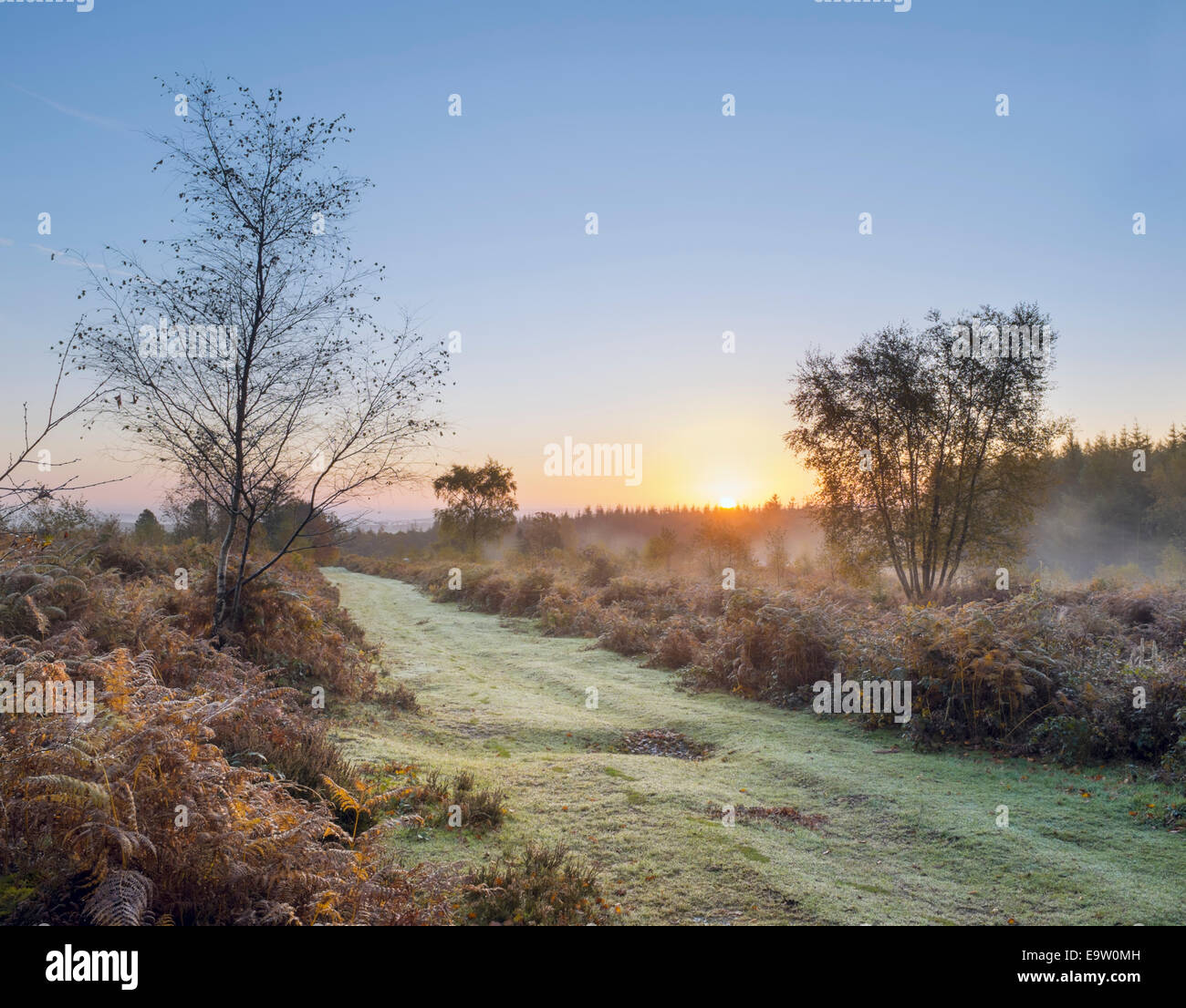 Tramonto su una coperta di rugiada sentiero erboso su open brughiera. Foto Stock