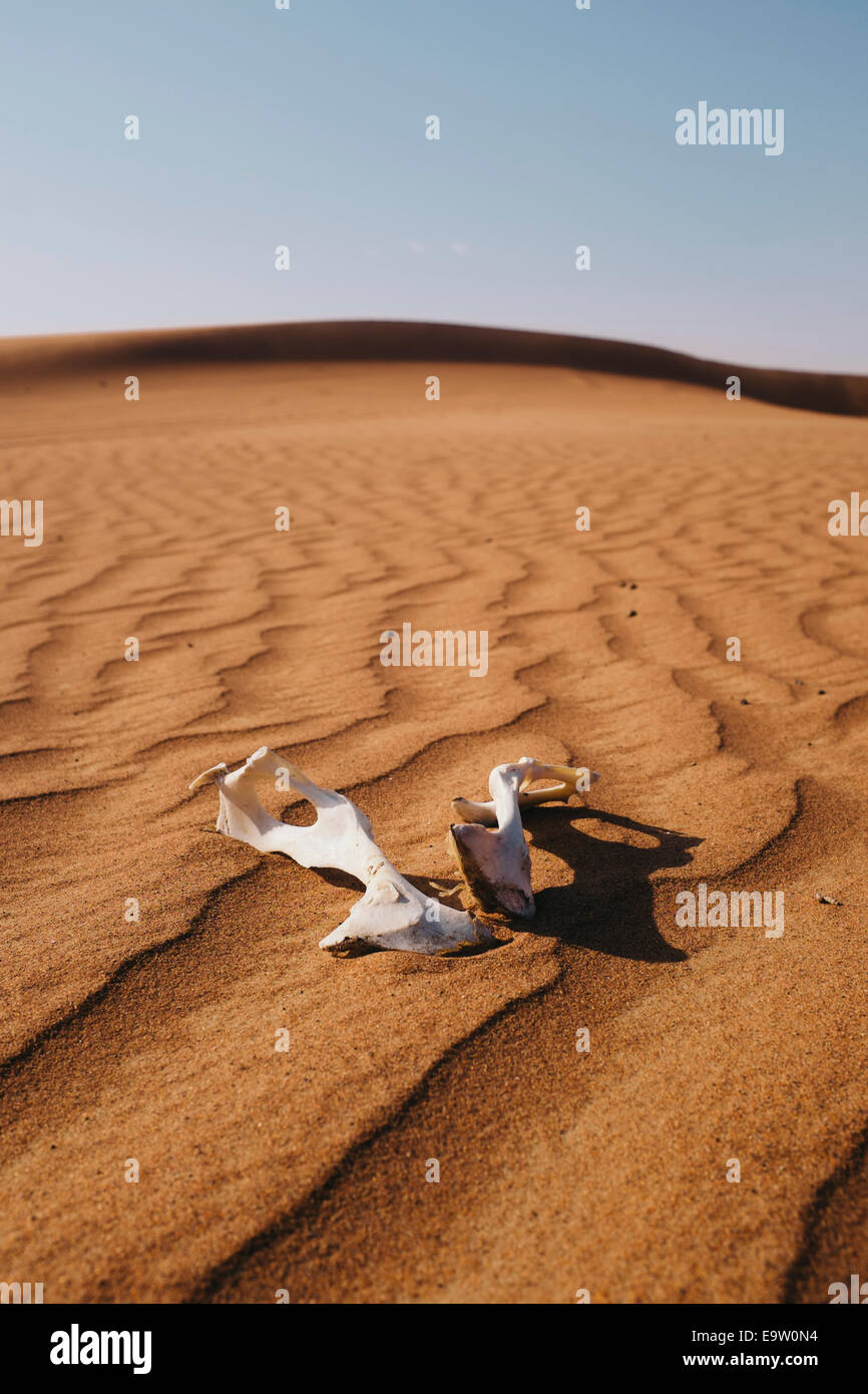 Le ossa di animali trovati nelle dune di sabbia del deserto in Dubai Emirati Arabi Uniti. Foto Stock