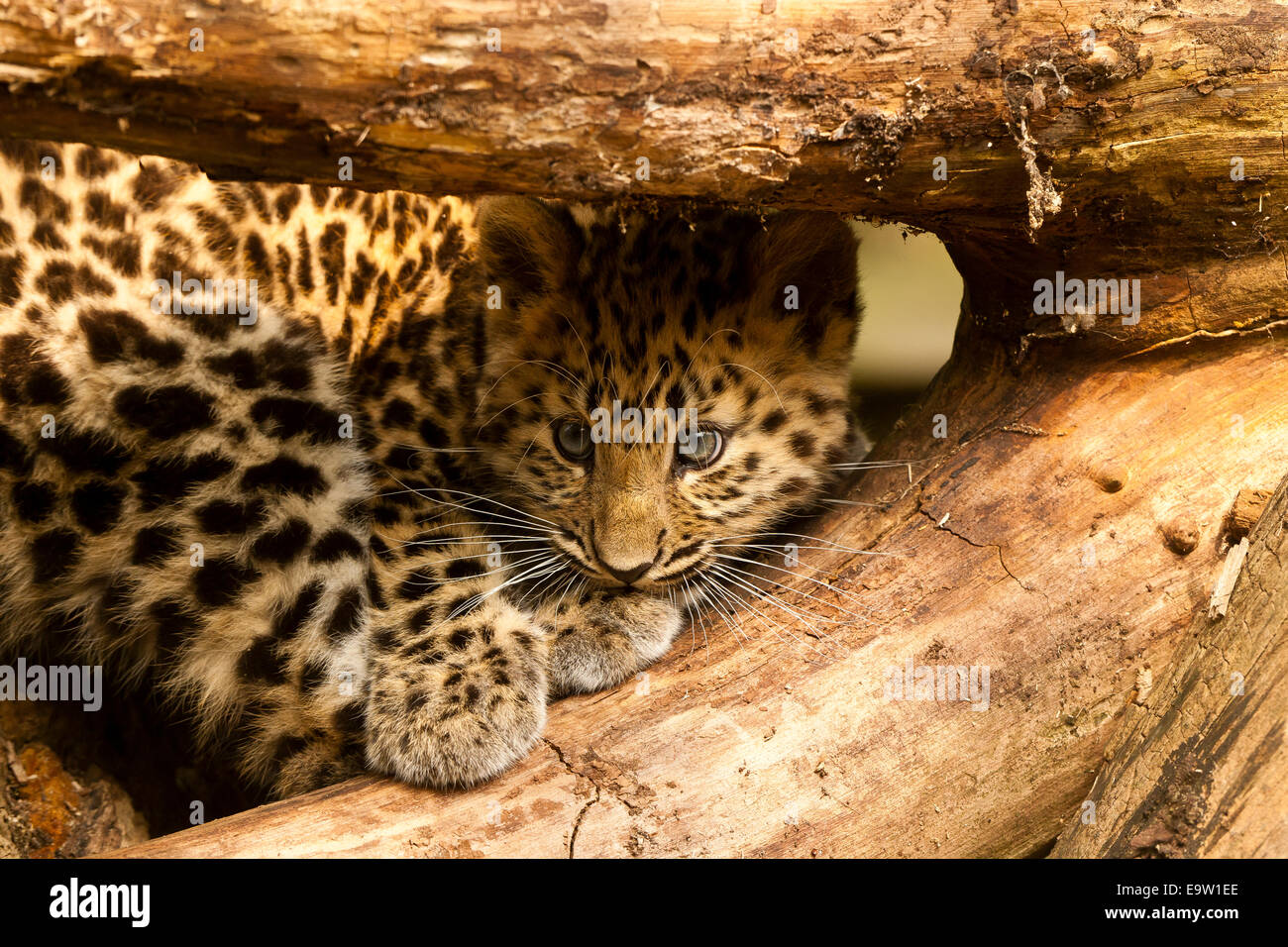 Estremamente raro leopardo di Amur Cub (Panthera Pardus orientalis) seduto sotto agli alberi Foto Stock
