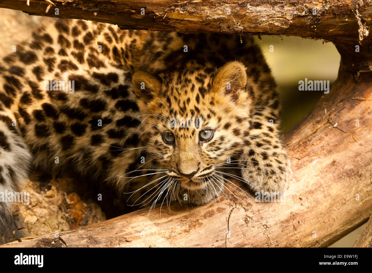 Estremamente raro leopardo di Amur Cub (Panthera Pardus orientalis) seduto sotto agli alberi Foto Stock