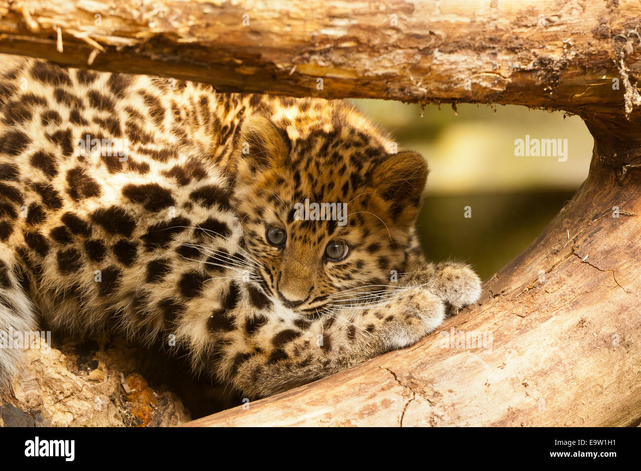 Estremamente raro leopardo di Amur Cub (Panthera Pardus orientalis) seduto sotto agli alberi Foto Stock