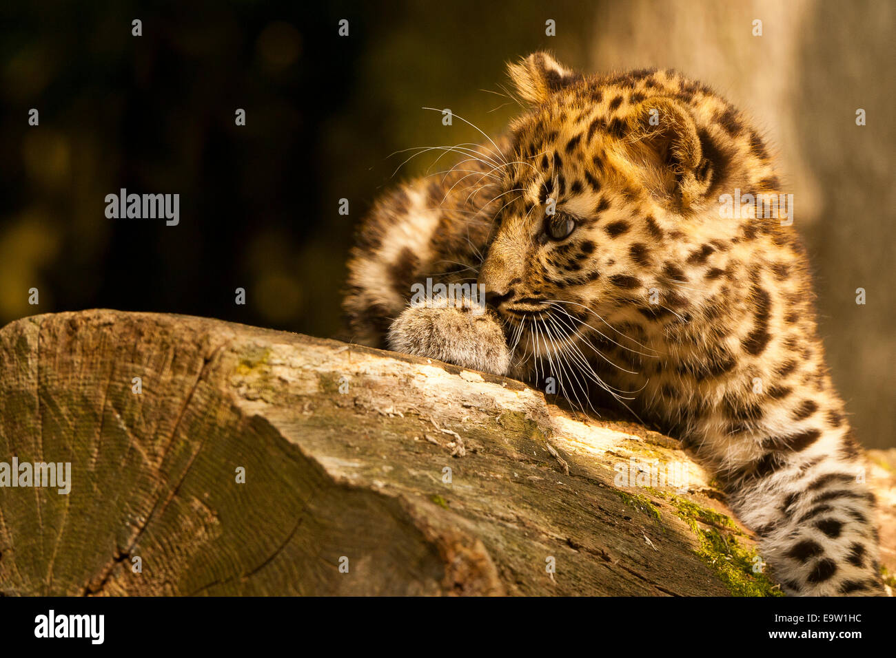 Estremamente raro leopardo di Amur Cub (Panthera Pardus orientalis) seduto su albero Foto Stock