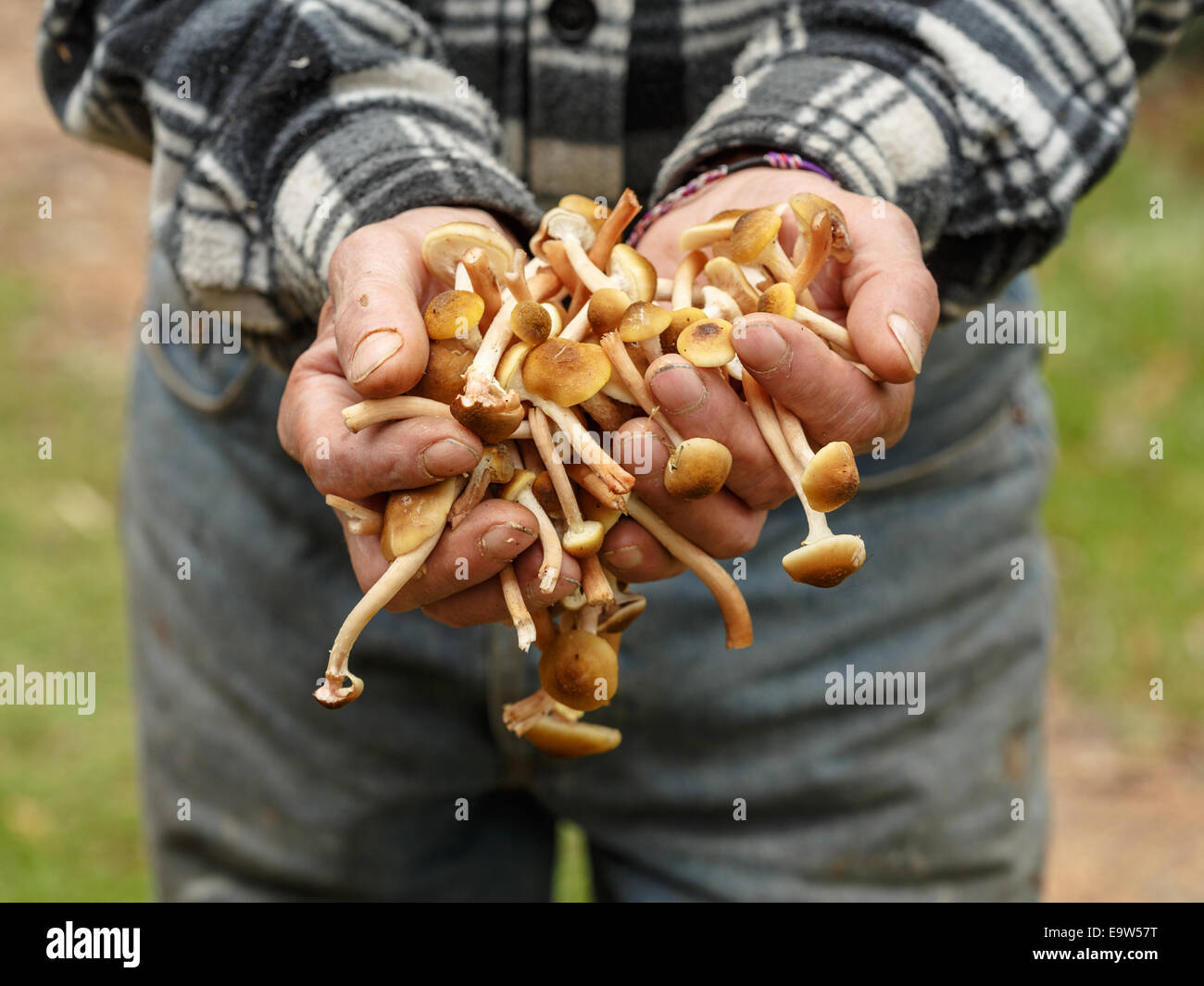 Fungo di miele fresco nelle mani Foto Stock