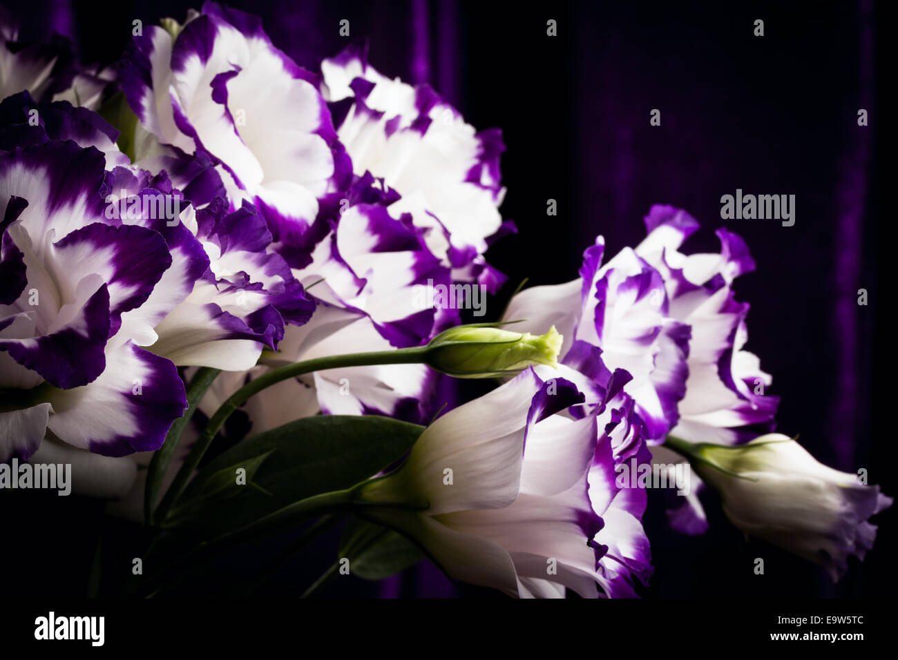 Splendida bianco-viola giglio su sfondo scuro Foto Stock