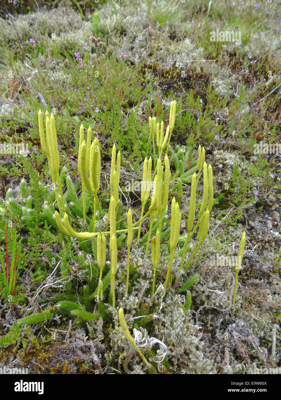 Feste di addio al celibato's-horn Clubmoss ( Lycopodium clavatum ) in estate, REGNO UNITO Foto Stock